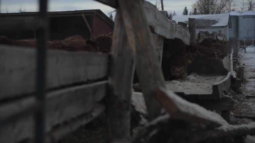 Cows are behind the fence on this farm