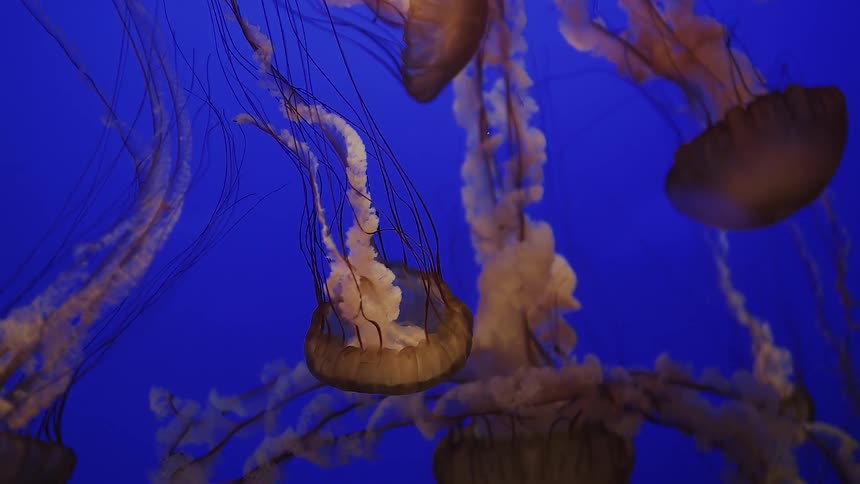 Jelly fish swimming slowly