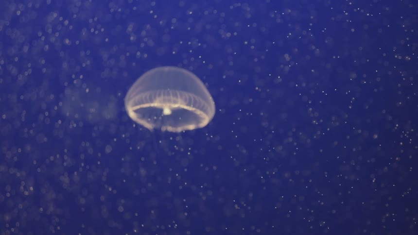 A large jelly fish floats up in the water