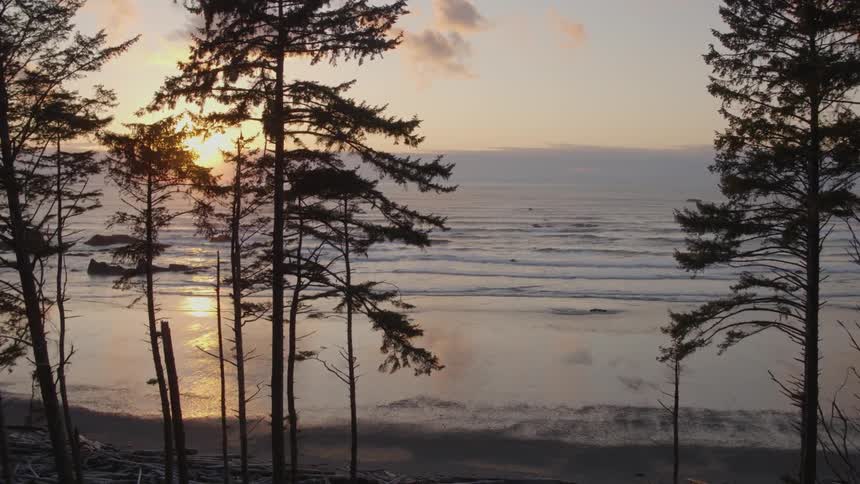 Sunlight filters through the trees where the forest meets the ocean