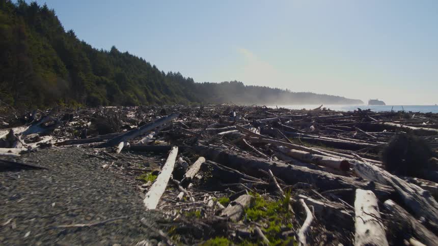 Flying just above a thick collection of driftwood along a coastal forest shoreline
