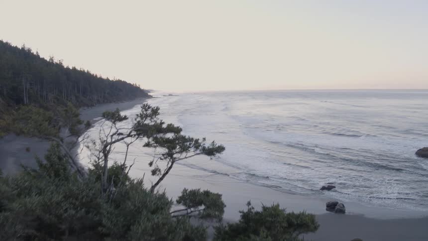 Revealing a beautiful beach from behind the trees of a coastal forest