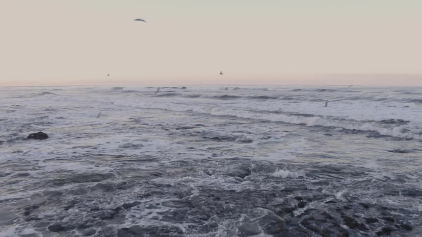 Sea birds take off and fly from beach cliffs at dusk