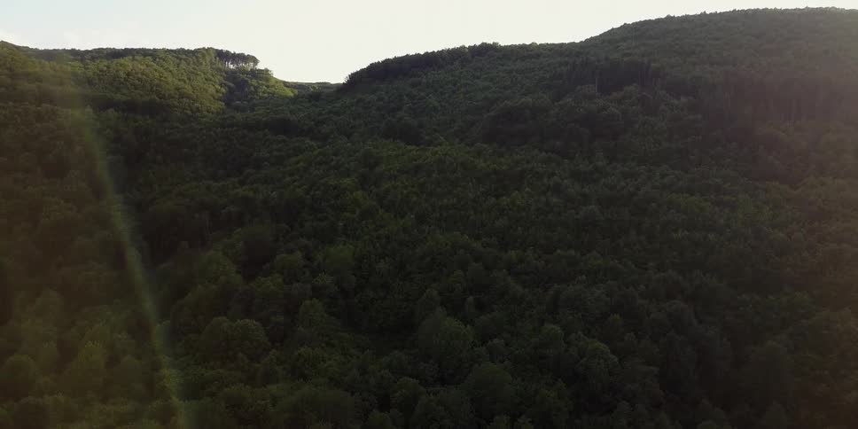 View of hilly landscape covered in trees