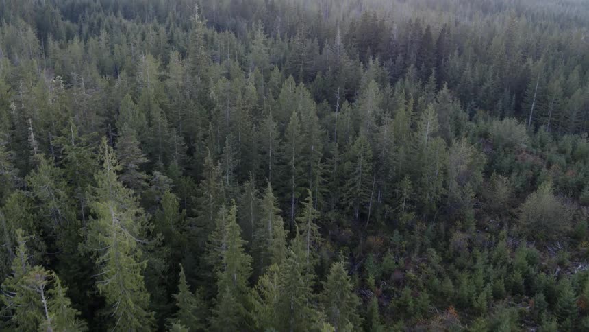 Tilting up from tree tops to reveal endless woods stretching to the horizon