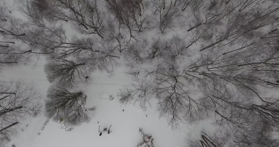 The forest is bare in the winter with snow on the ground