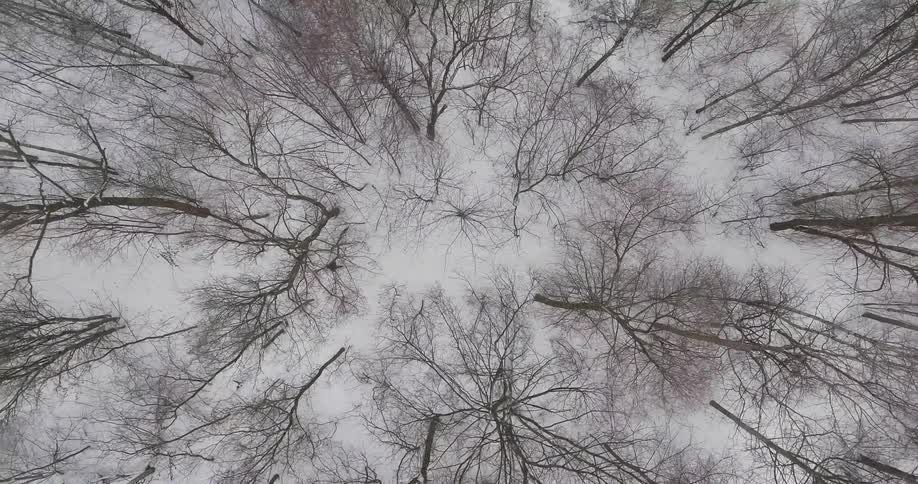 A person is walking in a snow-covered forest