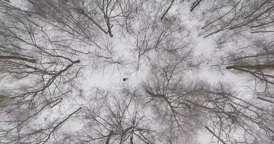 A person is hiking in the snow in this forest below