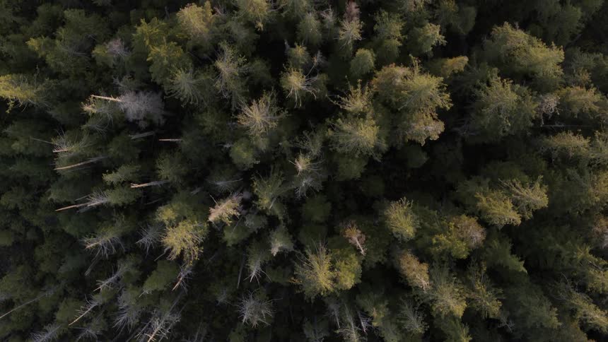 Top down slow deep woods traverse