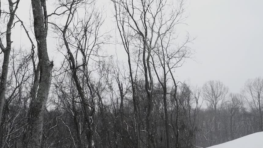 It is snowing lightly around the forest