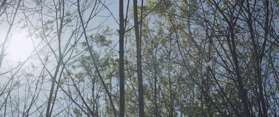 The trees are bare with little leaves on them