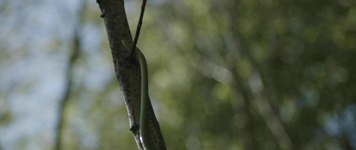 Green snake climbing a tree