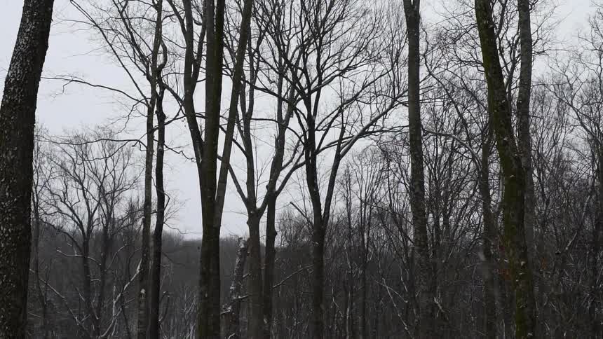 Snow is falling on a stand of trees