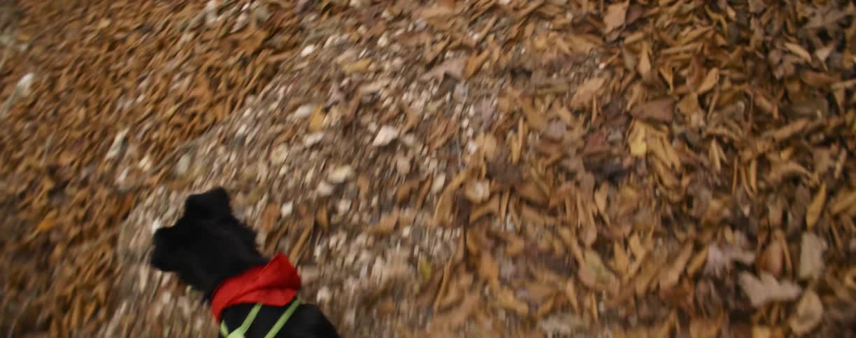 A dog is being walked uphill