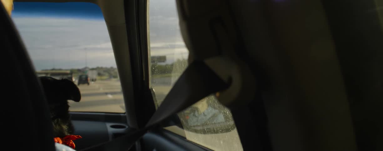 A dog looking out the car window as it travels down the road