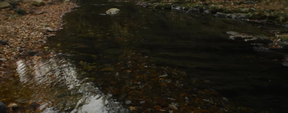 Autumn leaves and pebbles rest on the bottom of a stream in a gully