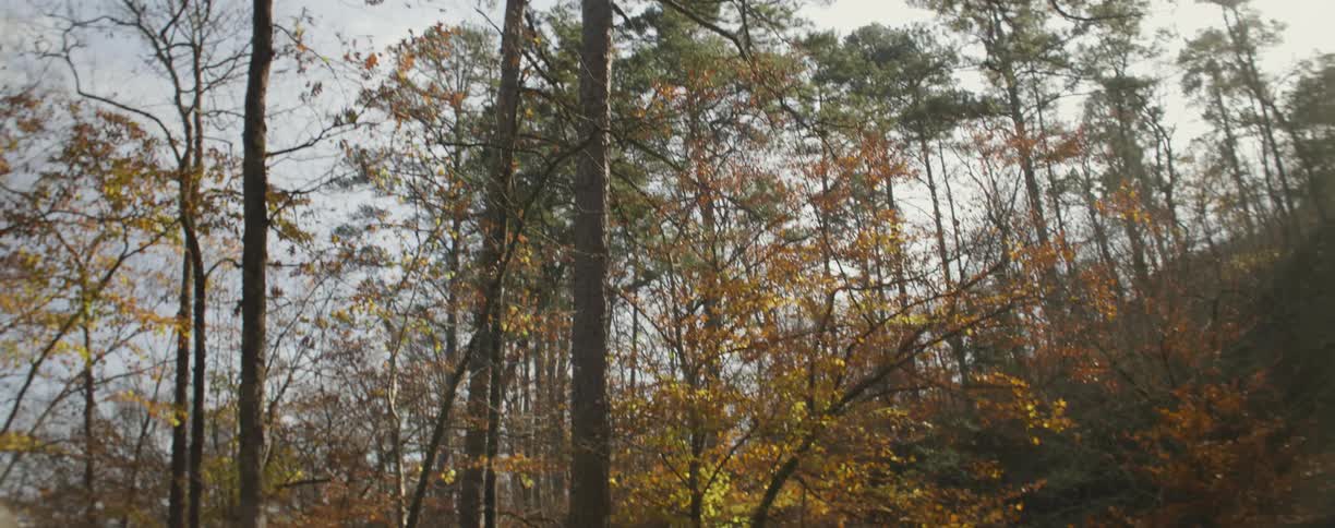 Leaves slowly fall from the trees