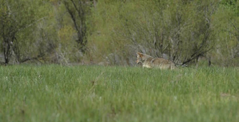 A coyote walks and looks around in a grassy field
