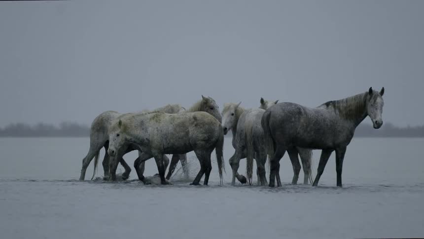 Group of white horses splash in shallow water