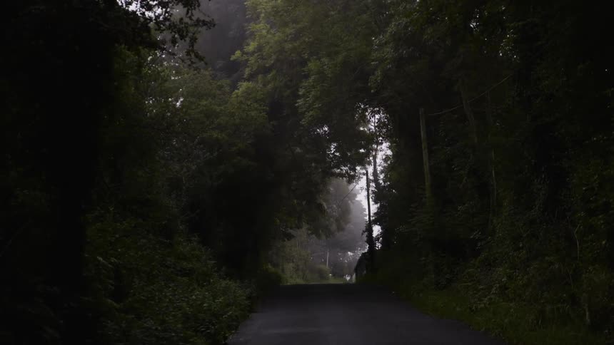 Path leading through dense trees
