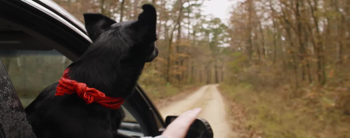 A black dog is hanging out the window