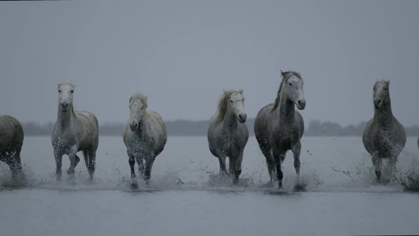 Horses race through the water on a cloudy day