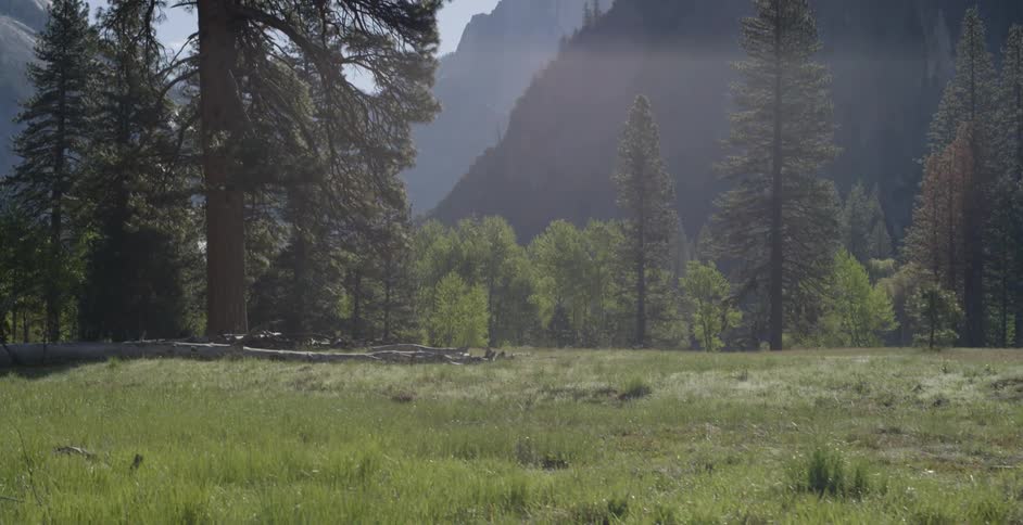A fields leads to a forest of tall trees