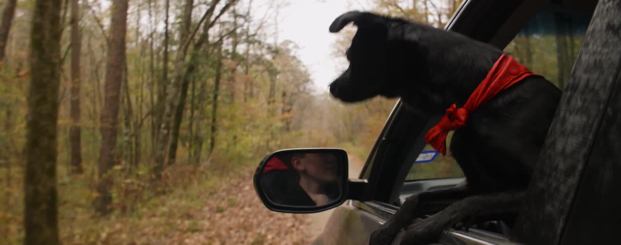 A dog is hanging out the window of a moving car