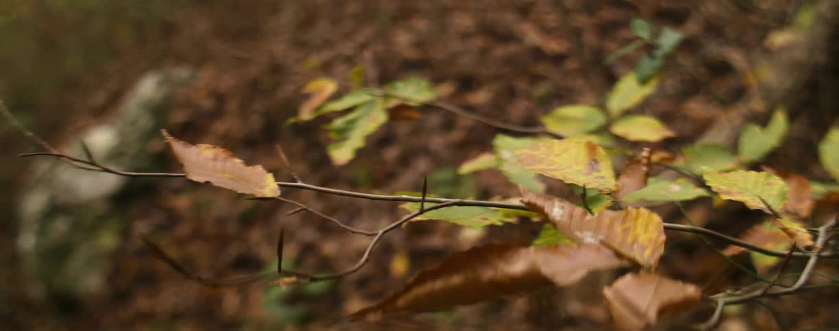 Brown leaves on a branch blow in the wind
