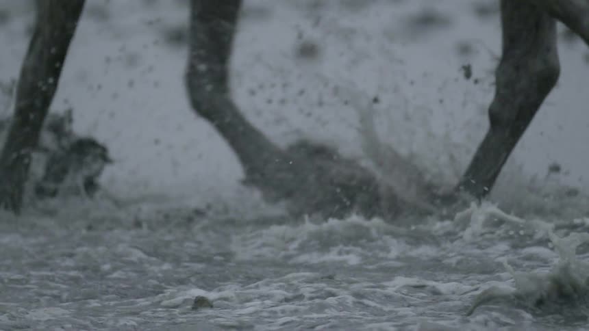 Horses running through water