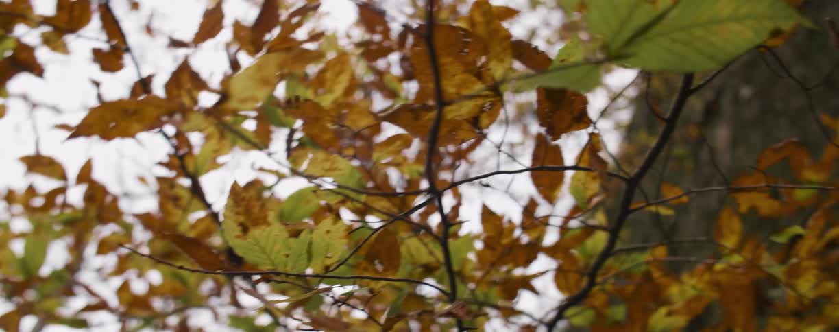 Green and brown trees bristle in the breeze