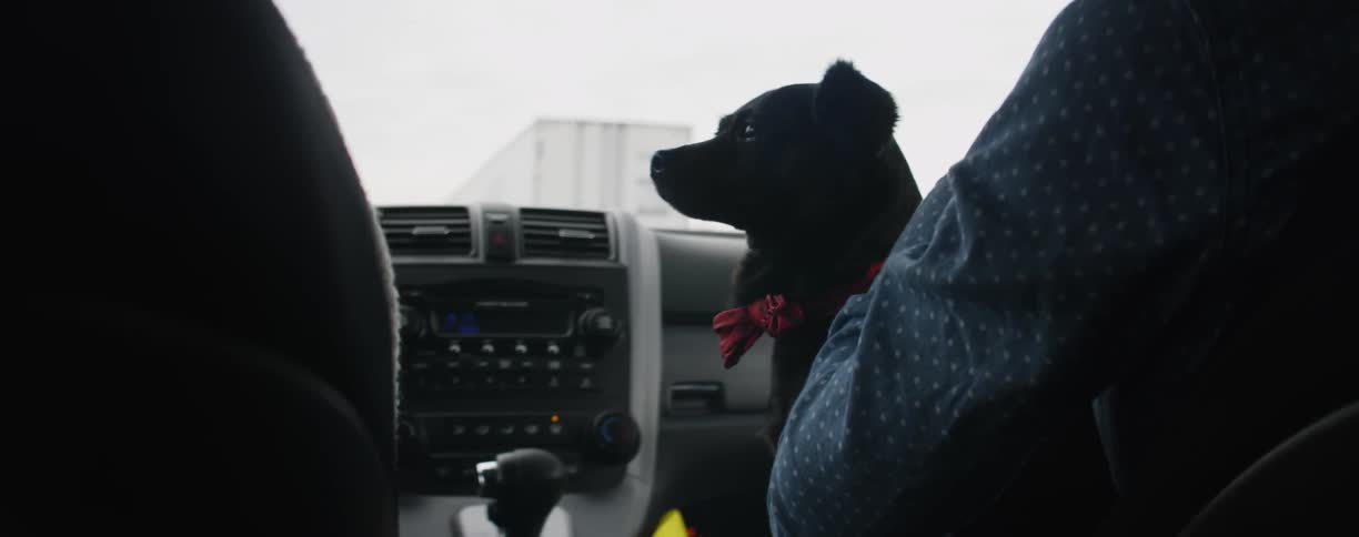 A dog rides in the lap of a passenger