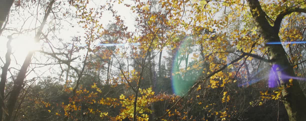 Sun shining through the woods