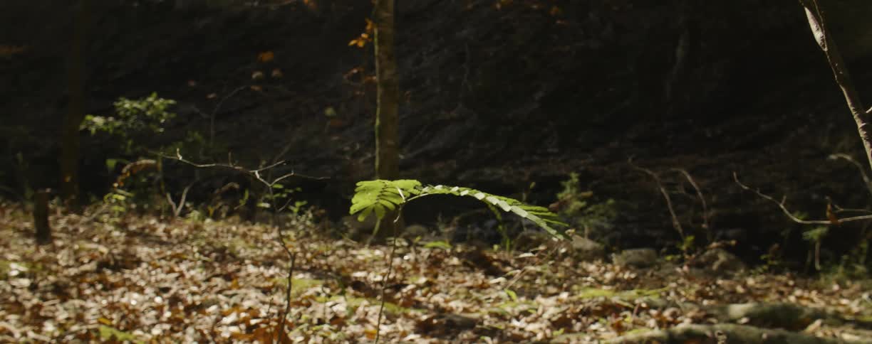 A fern's fronds tremble in the breeze during the day