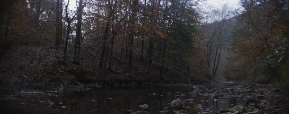A river running through a woods