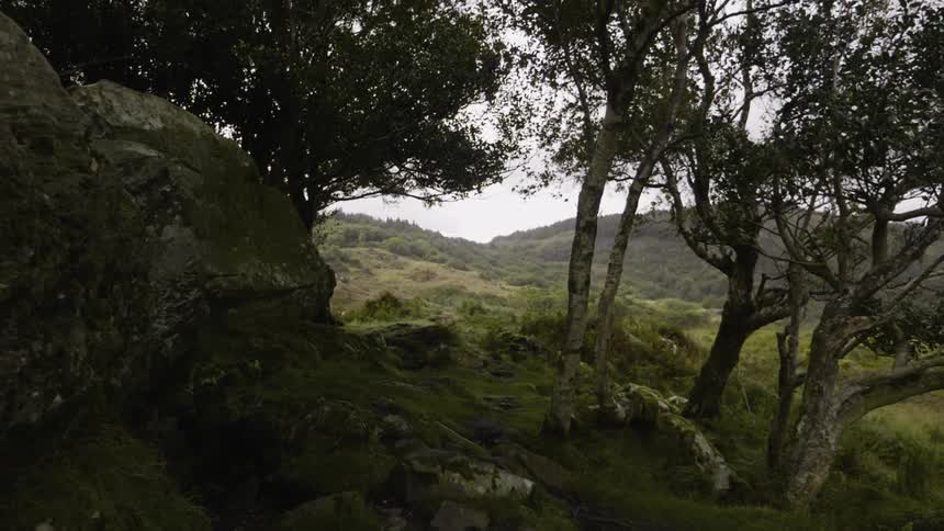 A large stone sits before a tree