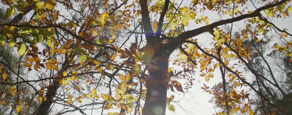 Sun shining on the trees in the woods on a fall day