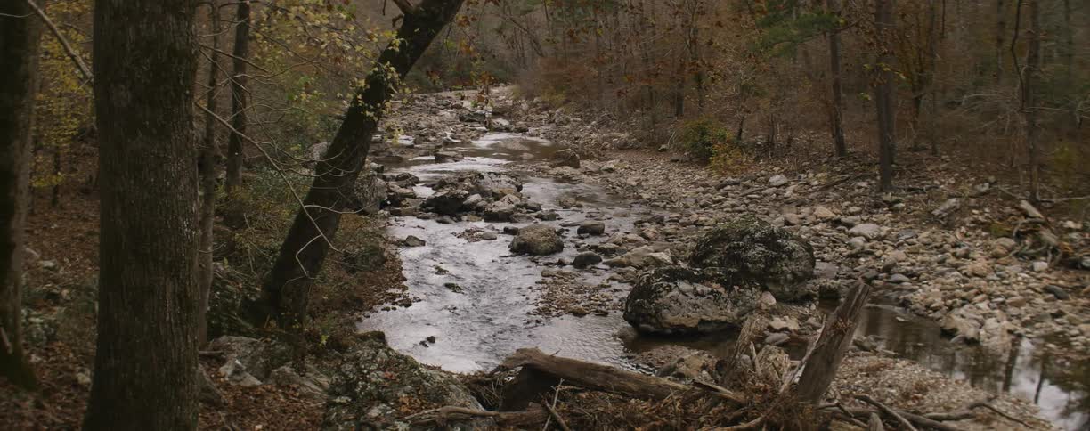 A creek runs through a forest