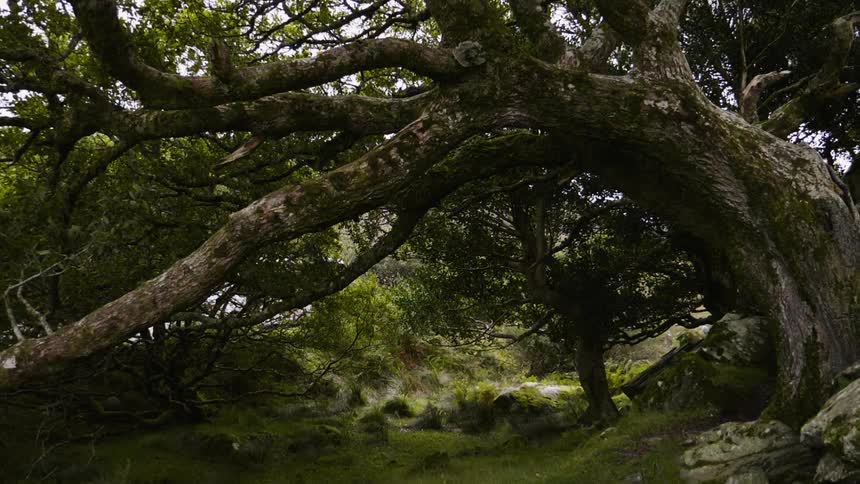 A long tree is tilted forward on a hill