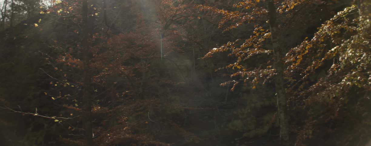 Sun shining on the trees in the woods on a fall day