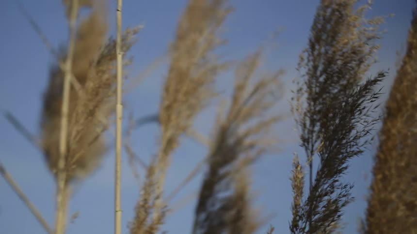 Weeds slowly blowing in the breeze