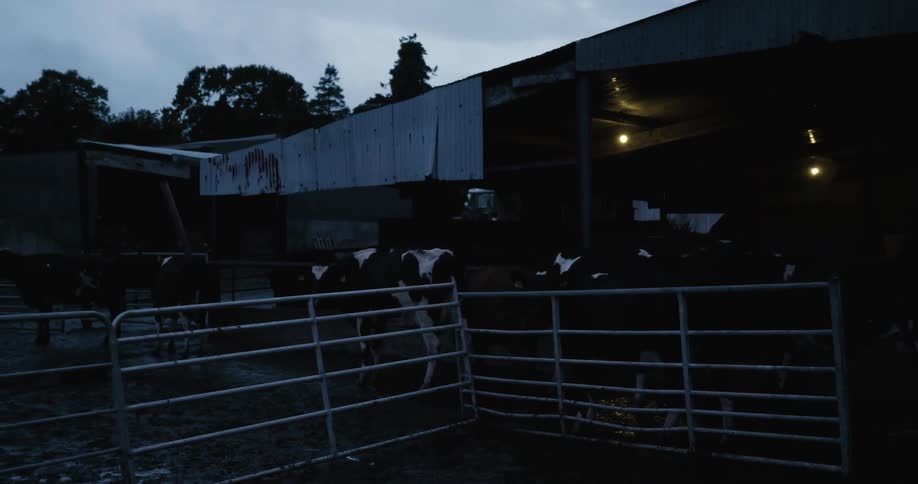 A herd of cows in a fenced off area