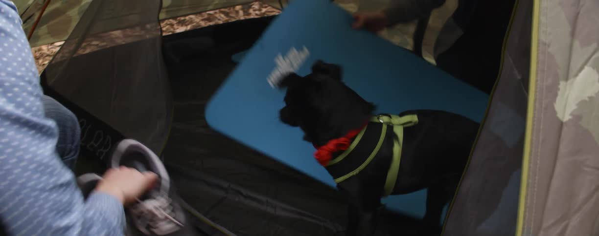 A dog plays around in a tent