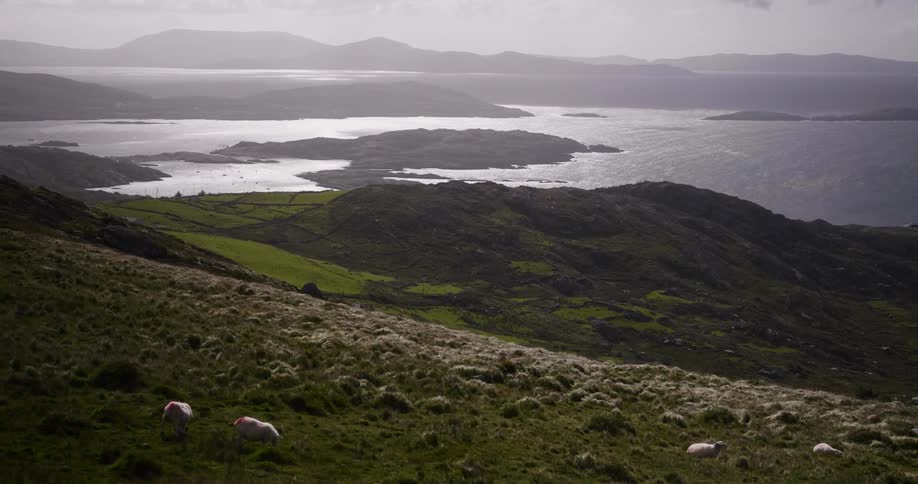 A herd of sheep grazing on a hill