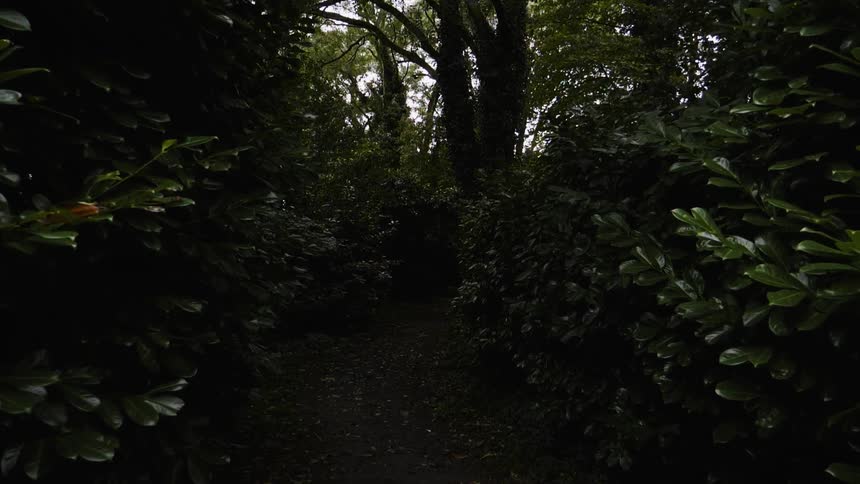 Sun shining through dense trees in a forest