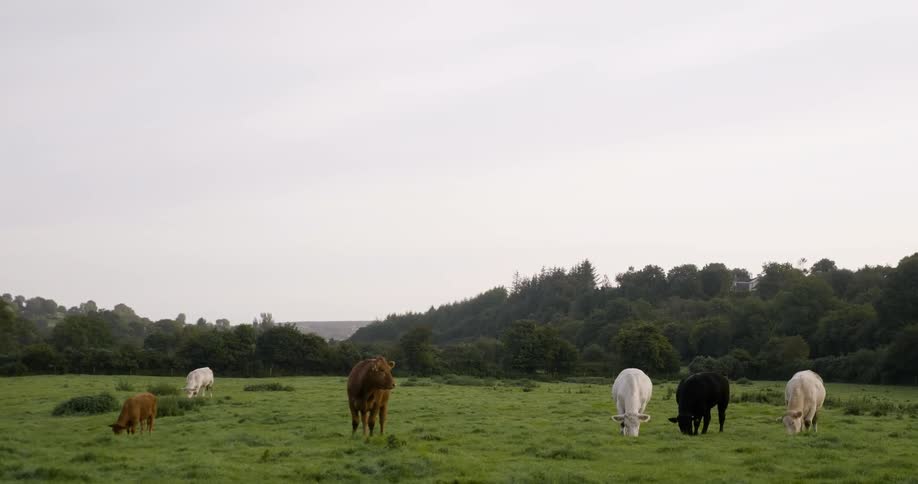 Cows graze in a field