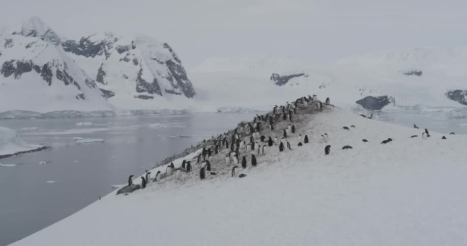 A group of penguins high in the mountains with ice and water below