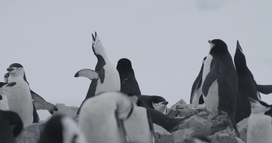Group of penguins standing and flapping their wings