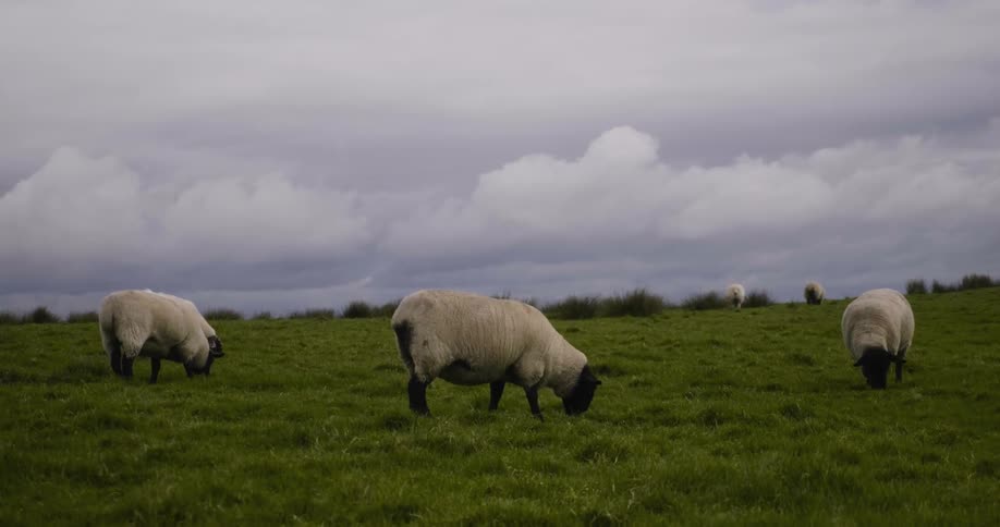 Small herd of sheep graze in a field on a cloudy day