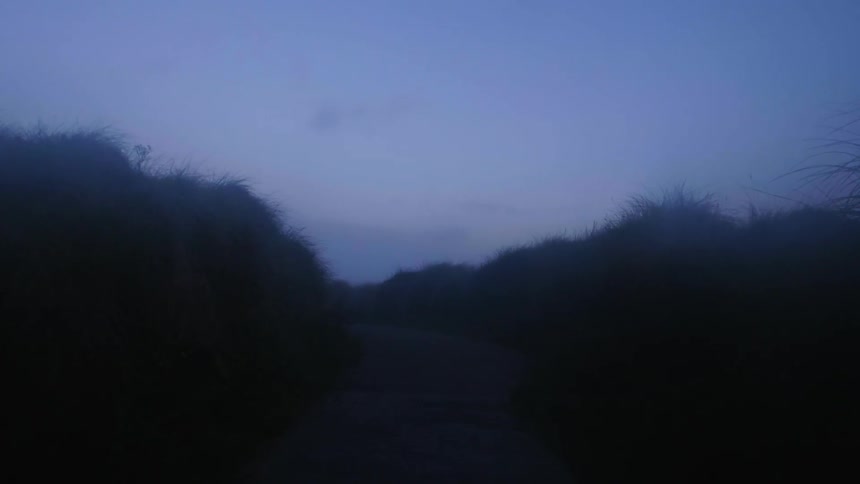 The clouds are thick above these bushes